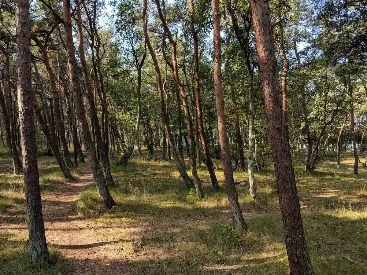 En stig slingrar sig genom en tallskog, perfekt f&ouml;r en promenad vid Lerbergets camping.